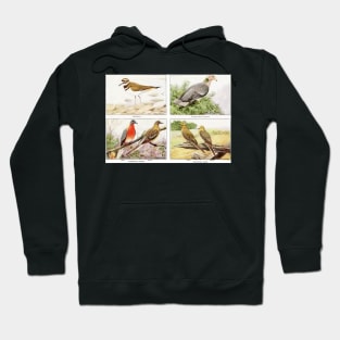 Mixed Birds Hoodie